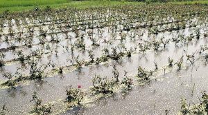 Read more about the article Nigeria: Senate seeks special funding for Environment Ministry to tackle erosion, flooding