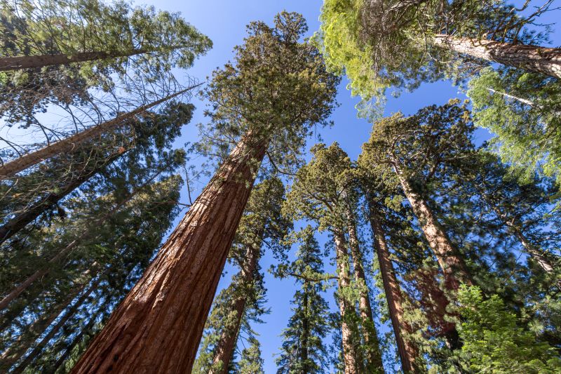 You are currently viewing Our Forests, Our Future: Why Nigeria Must Lead Africa’s Fight Against Deforestation